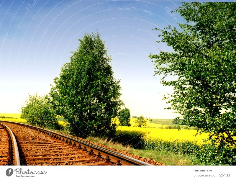 With the railway through the rape field Summer Canola field Tree Colour Sky