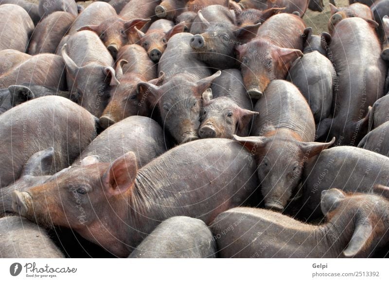 A big group of small pigs in a farm Jam Baby Group Animal Village Herd Feeding Dirty Small Chaos animals Bacon barn country Enclosure Farm Agriculture flock