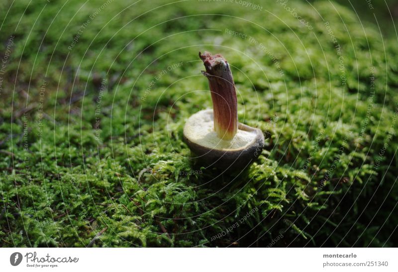 Not done II Environment Nature Sunlight Beautiful weather Moss Fern Original Mushroom Colour photo Multicoloured Exterior shot Close-up Detail Deserted