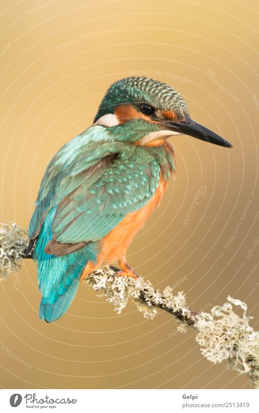 Kingfisher perched on a branch Exotic Beautiful Adults Environment Nature Animal Park Bird Observe Natural Wild Blue Green White Colour Beak Ornithology common