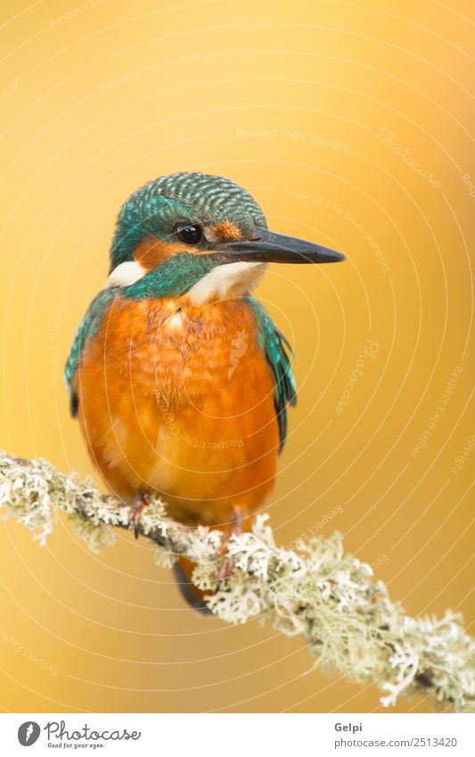 Kingfisher perched on a branch Exotic Beautiful Adults Environment Nature Animal Park Bird Observe Natural Wild Blue Green White Colour Beak Ornithology common