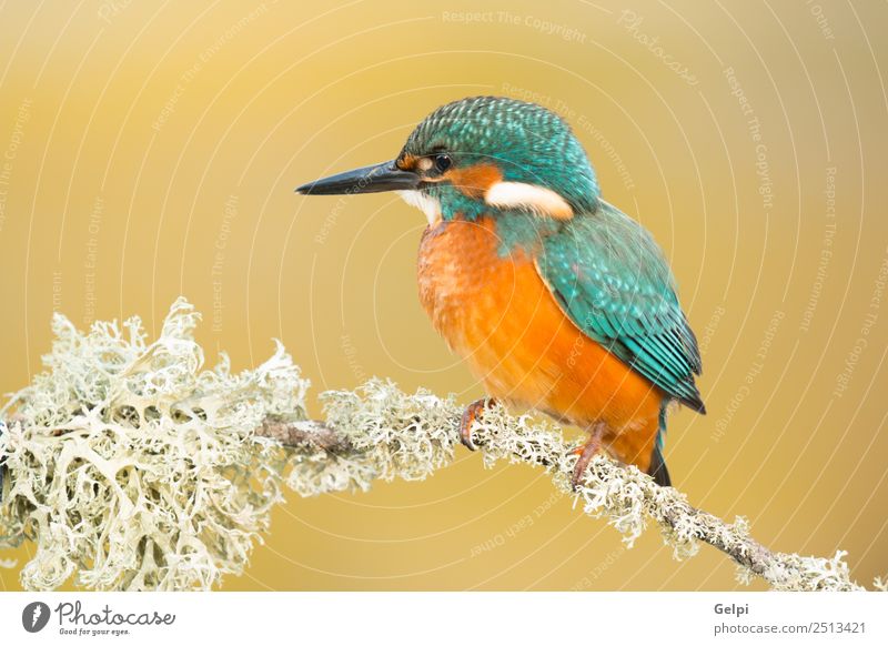 Kingfisher perched on a branch Exotic Beautiful Adults Environment Nature Animal Park Bird Observe Natural Wild Blue Green White Colour Beak Ornithology common