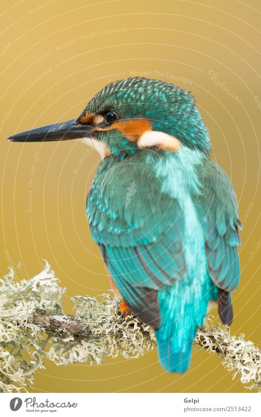 Kingfisher perched on a branch Exotic Beautiful Adults Environment Nature Animal Park Bird Observe Natural Wild Blue Green White Colour Beak Ornithology common