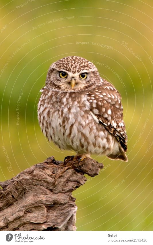 Cute ow Beautiful Nature Animal Forest Bird Wing Small Funny Natural Wild Brown Yellow Gold Green Black White wildlife Owl Prey predator sunny branch Hunter