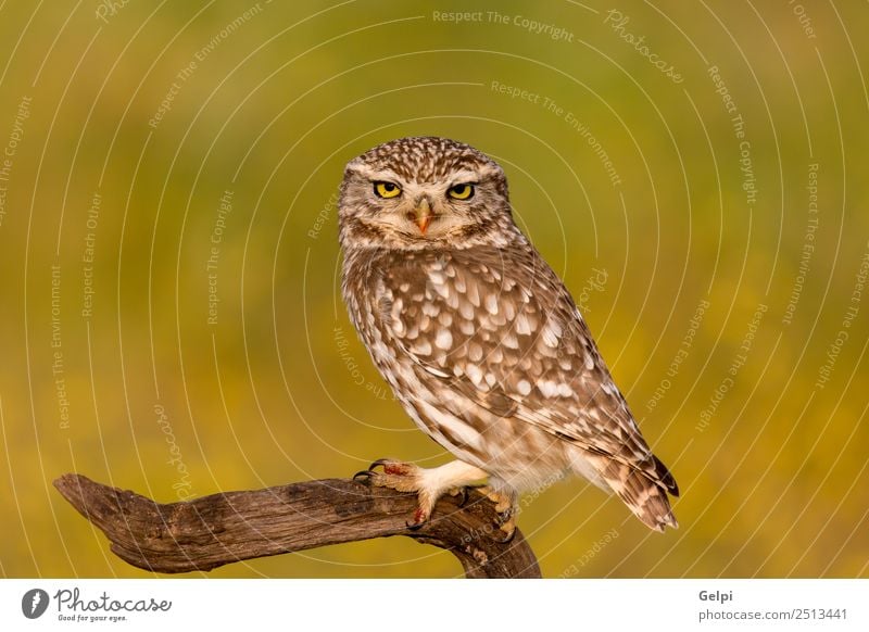 Cute ow Beautiful Nature Animal Forest Bird Wing Small Funny Natural Wild Brown Yellow Gold Green Black White wildlife Owl Prey predator sunny branch Hunter