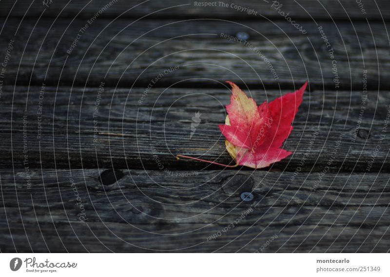 foliage Environment Nature Plant Autumn Bad weather Leaf Foliage plant Park Dark Natural Dry Red Black Colour photo Multicoloured Exterior shot Close-up Detail