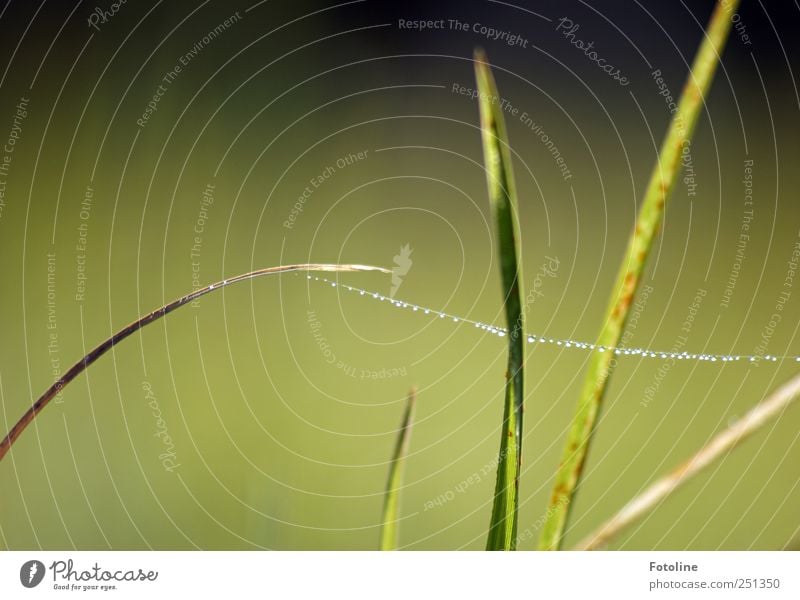 as fresh as a daisy Environment Nature Plant Elements Water Drops of water Grass Garden Meadow Bright Wet Natural Green Colour photo Multicoloured Exterior shot