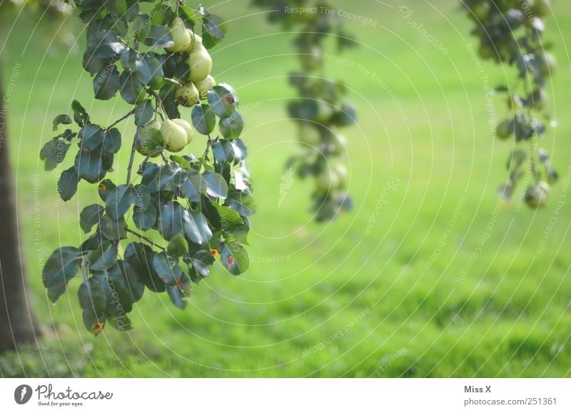 pear Food Fruit Nutrition Organic produce Nature Tree Leaf Garden Hang Growth Delicious Sour Sweet Green Pear Pear tree Many Harvest Branch Twigs and branches