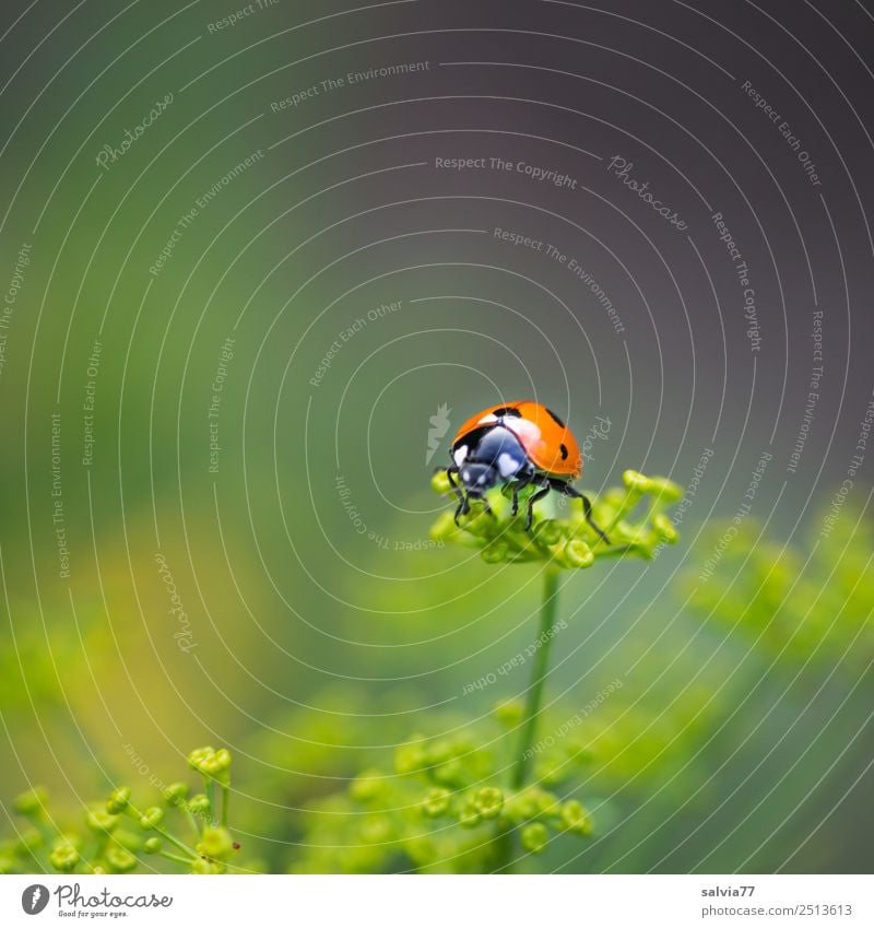 keep the overview Nature Plant Animal Summer Blossom Agricultural crop Dill blossom Herbs and spices Garden Beetle Animal face Insect Ladybird Sieve