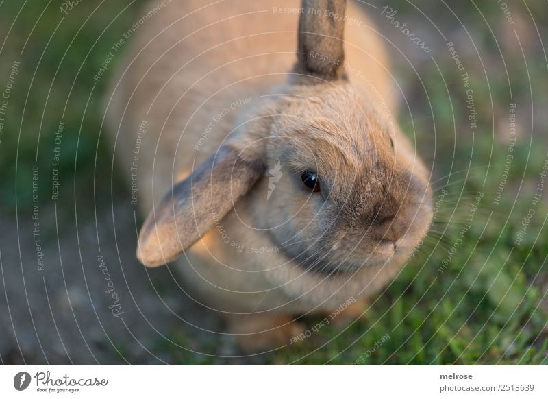 Rabbit with bend ear Summer Beautiful weather Grass Garden Pet Animal face Pelt Paw Hare & Rabbit & Bunny Pygmy rabbit Mammal Rodent Hare ears Snout 1 Observe