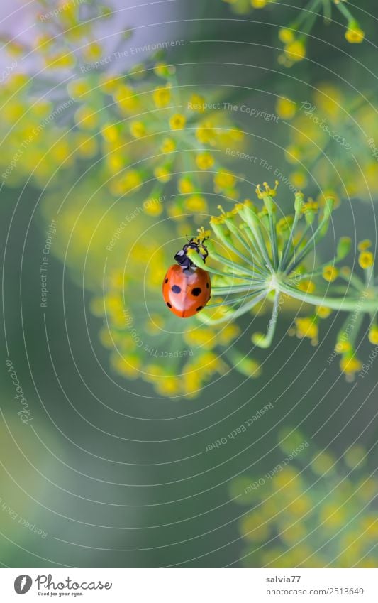 dill blossoms Environment Nature Plant Blossom Agricultural crop Wild plant Apiaceae Dill blossom Garden Animal Beetle Ladybird Insect Seven-spot ladybird 1