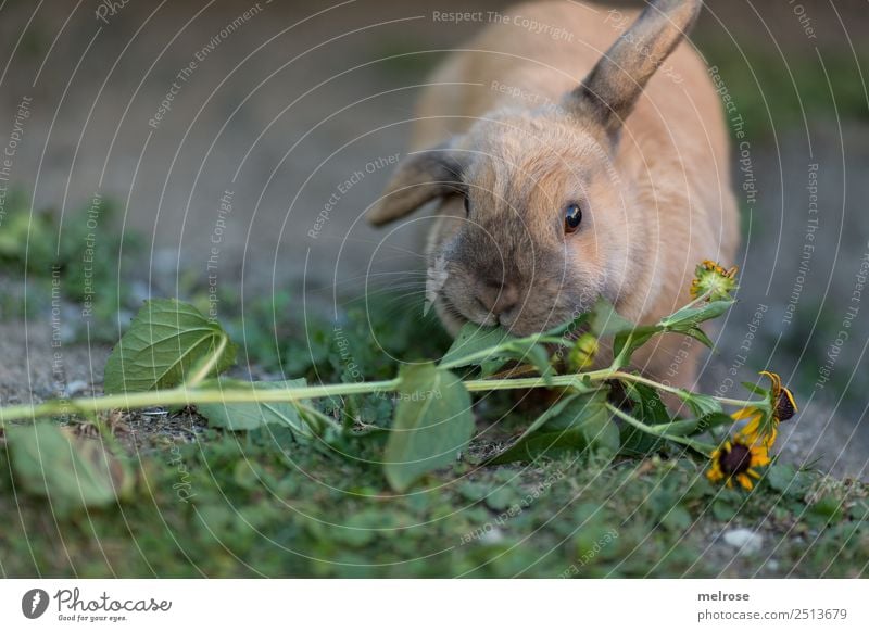 Rabbit eating flowers II Summer Beautiful weather Plant Grass Garden Pet Animal face Pelt Hare ears Hare & Rabbit & Bunny Pygmy rabbit Rodent Mammal Snout 1