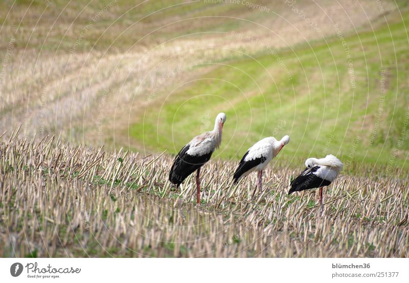 cleaning day Field Animal Bird 3 Stand Painting (action, work) Stork White Stork Posture long neck adebar Good luck charm Stride bird Feather Colour photo