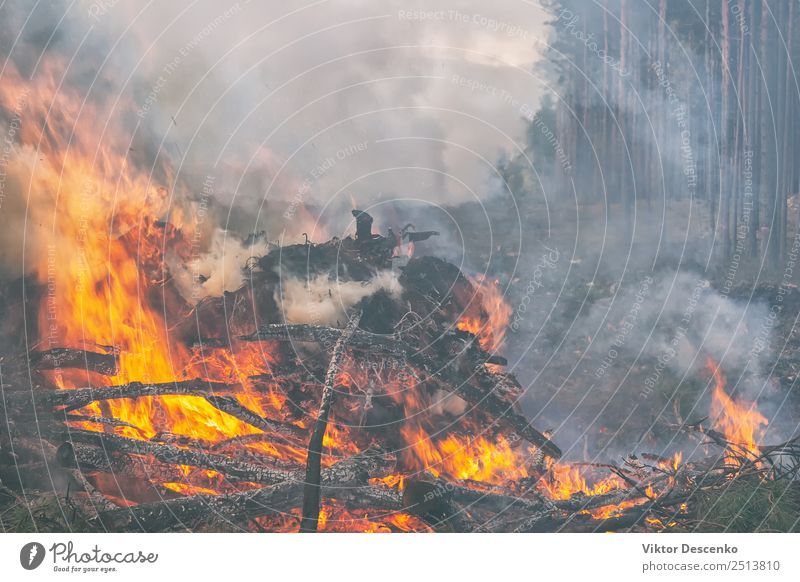 In the pine forest trees are burning Summer Beach Mountain House (Residential Structure) Human being Environment Nature Plant Climate Tree Grass Leaf Forest