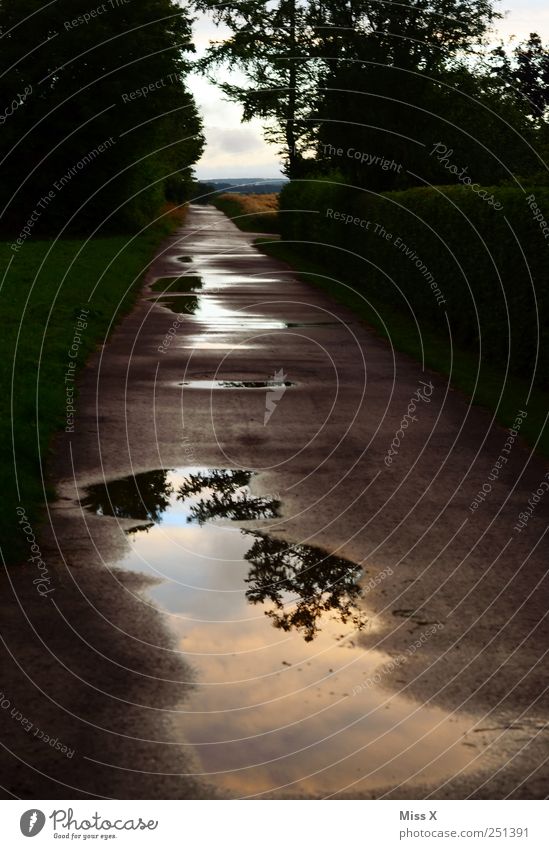 puddle photo Nature Bad weather Rain Tree Street Lanes & trails Dark Wet Loneliness Reflection Colour photo Exterior shot Deserted Evening Twilight