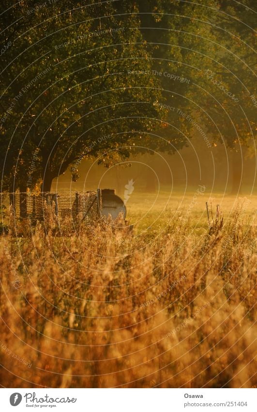 Kossen leaf 3 Field Meadow Pasture Sunrise Dawn Morning Grass Tree Leaf Fence Portrait format Landscape rural Agriculture Deserted Copy Space