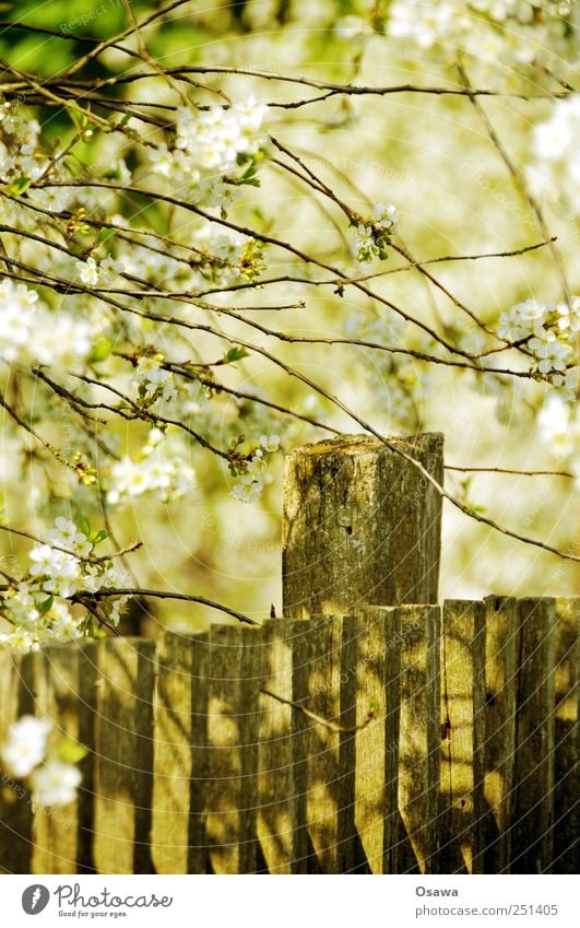 Kossen leaf 4 Spring tree blossom Fence Tree Branch Twig Wood Deserted White