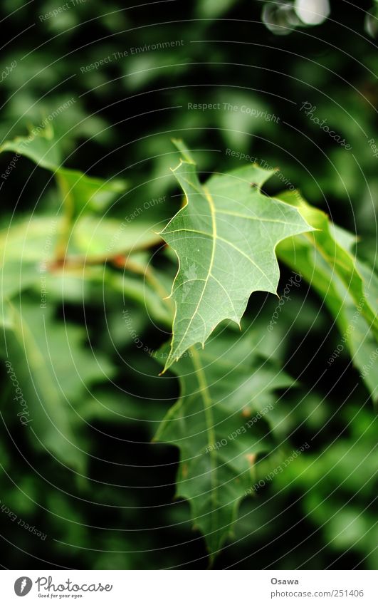 leaf Leaf foliage Green shrub Tree Twig shallow depth of field detail Close-up Deserted Portrait format Copy Space