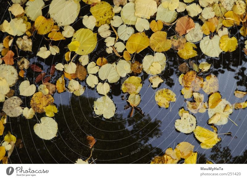 autumn palette in a puddle Nature Plant Elements Water Autumn Climate Bad weather Rain Leaf Park Chaos End Energy Art Puzzle Colour photo Exterior shot Close-up