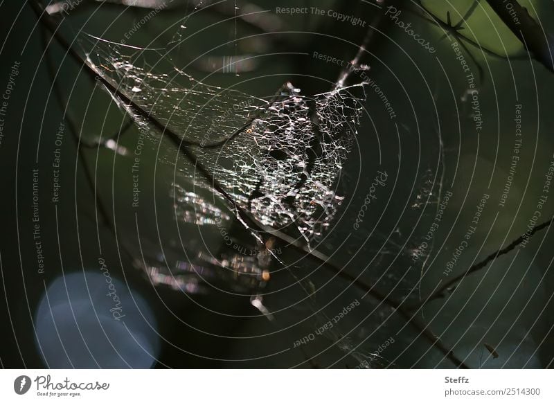 Spider web in mysterious forest Hallowe'en Spider's web Cobwebby somber Forest secret Mysterious Glittering glows Illuminate grey-green alarming Dark green Trap