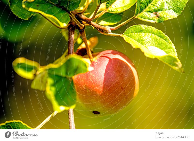 Apple, ripe on the tree Fruit Summer Nature Healthy Mature Red Apple tree Close-up Garden fruit growing Agriculture Eating Snack Nutrition Fiber Colour photo