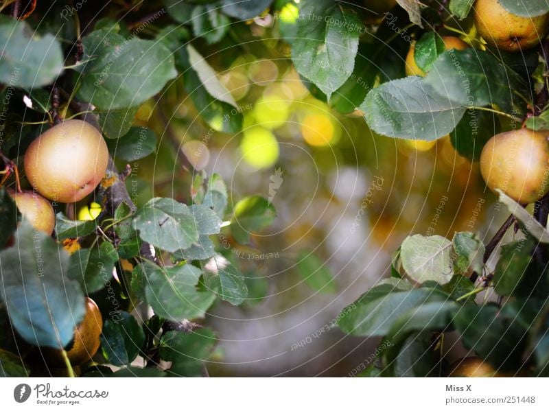 apple frame Food Apple Nutrition Organic produce Environment Tree Leaf Garden Delicious Round Juicy Sour Sweet Frame Apple tree Twigs and branches Branch