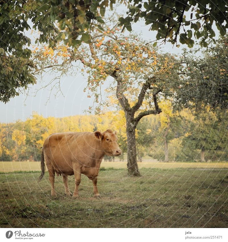 CHAMANSÜLZ | living in the country Agriculture Forestry Environment Nature Landscape Sky Autumn Plant Tree Bushes Meadow Animal Farm animal Cow 1 Natural Blue