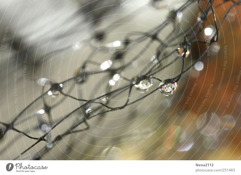 Captured drops Environment Nature Water Drops of water Wet Net Reticular Dew Rain Round Damp Sphere Colour photo Exterior shot Close-up Detail