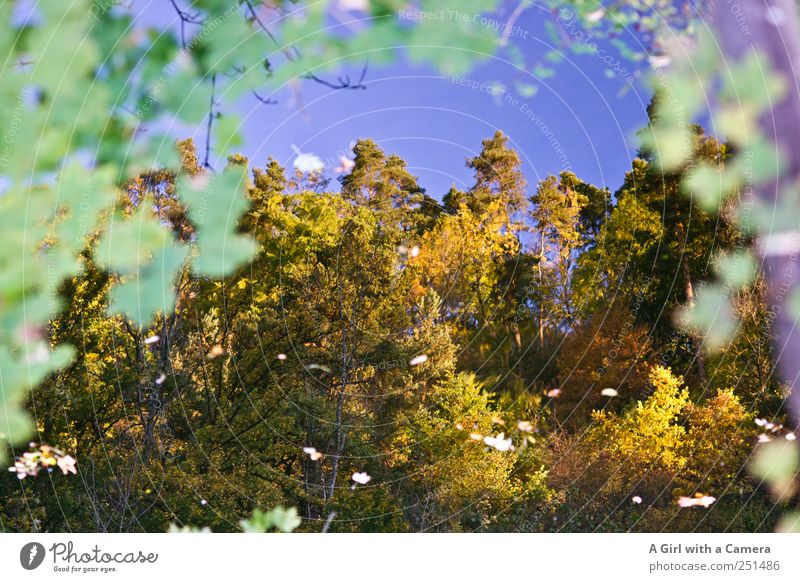 Chamansülz - reflecting Environment Nature Plant Sky Cloudless sky Autumn Weather Beautiful weather Tree Leaf Forest River bank Illuminate Calm Multicoloured