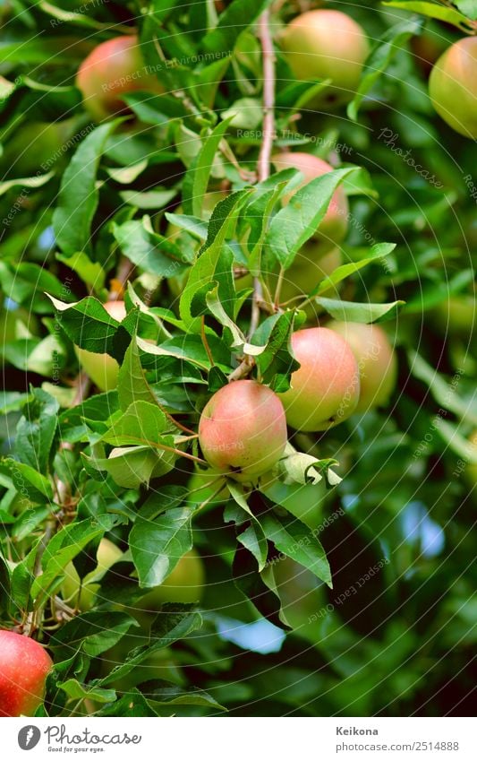 Little apples on a branch. Nature Beautiful weather Tree Bushes Agricultural crop Garden Vacation & Travel Healthy Eating Apple Apple tree Gardening Accumulate