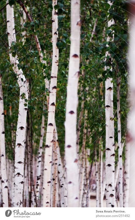 birch. Environment Nature Animal Summer Beautiful weather Tree Leaf Birch tree Birch wood Birch leaves Birch avenue Birch bark Park Near Natural Soft Green