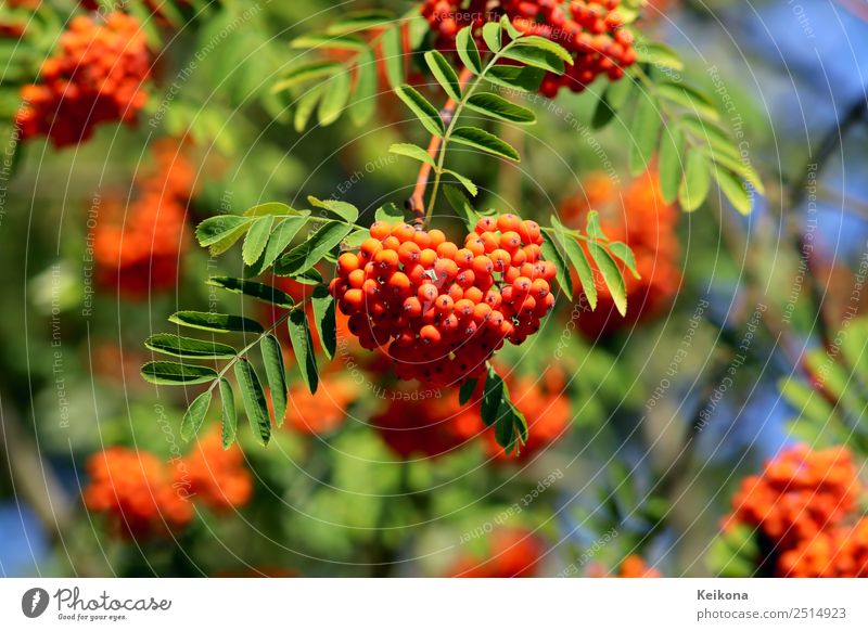 Orange red rowan berries on a branch. Nature Landscape Plant Summer Bushes Agricultural crop Garden Forest Climate Senses Rowan tree leaf Rose plants Blue Green