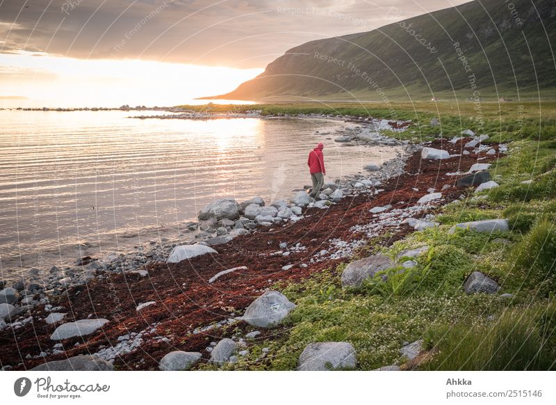 Midnight mood at the polar sea, beach hiker Vacation & Travel Summer vacation Beach Ocean 1 Human being Mountain Coast Bay Arctic Ocean Norway Green Red