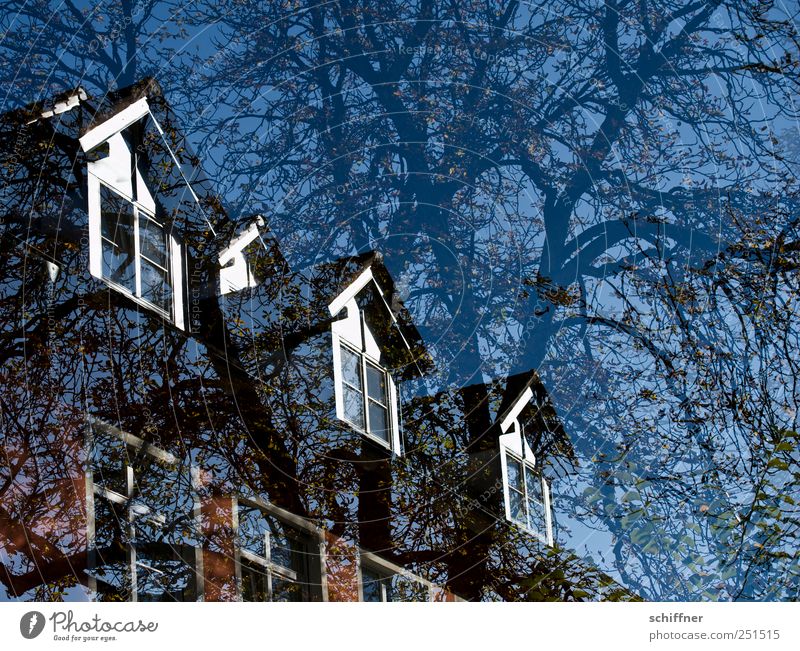 Chamansülz | Tree House II Plant Beautiful weather House (Residential Structure) Manmade structures Facade Window Blue Branch Tree trunk Roof Dormer Tree house