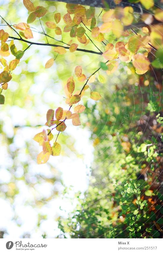 Autumn Nature Beautiful weather Plant Tree Bushes Leaf Growth Bright Autumnal Branch Twig Twigs and branches Colour photo Exterior shot Close-up Deserted Light