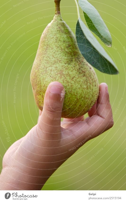 A hand catching a delicious green pear Fruit Nutrition Diet Summer Garden Hand Fingers Nature Landscape Autumn Tree Leaf Fresh Natural Juicy Green Appetite