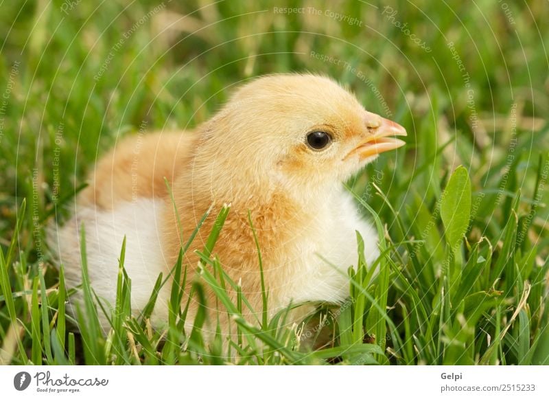 small chicken Life Easter Child School Baby Friendship Animal Warmth Lake Bird Baby animal Small Funny Cute Yellow White avian Beak Beauty Photography big