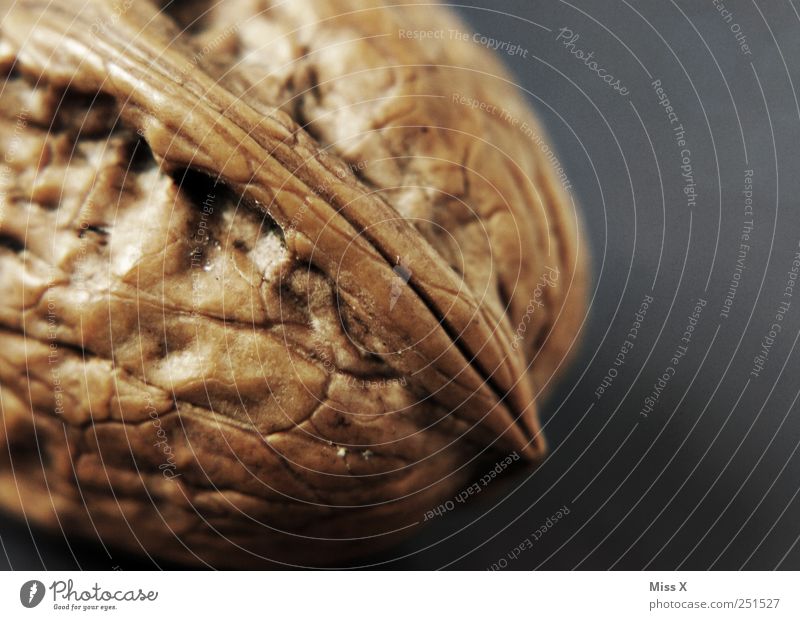 hard nut Food Nutrition Brown Walnut Sheath Kernels & Pits & Stones Hard Colour photo Macro (Extreme close-up) Deserted Copy Space right Shallow depth of field