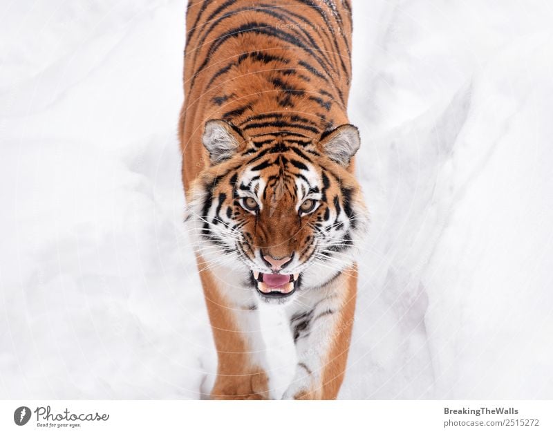 Close up portrait of one young Siberian tiger in white snow Nature Animal Winter Weather Snow Wild animal Cat Animal face Zoo 1 Observe Fresh White Tiger Amur