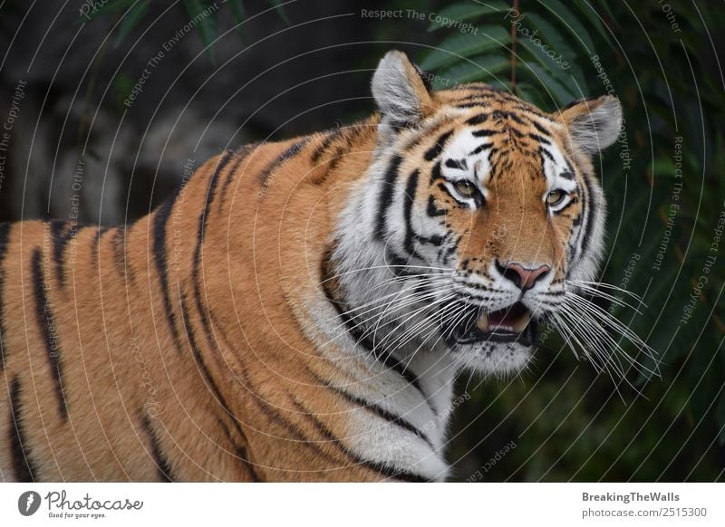 Close up portrait of one young Siberian tiger Beautiful Nature Animal Tree Forest Wild animal Cat Animal face Zoo 1 Green Watchfulness Tiger altaica Snout