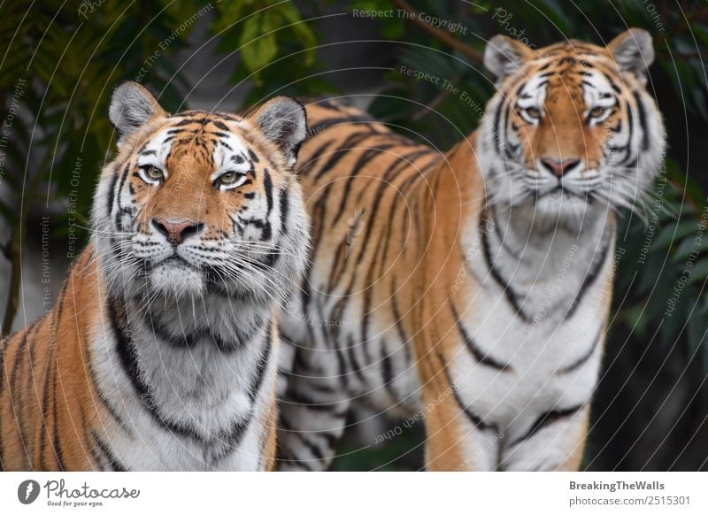 Close up two Siberian tigers looking into camera Nature Animal Summer Forest Wild animal Cat Animal face Zoo 2 Green Tiger panthera tigris altaica Snout Whisker