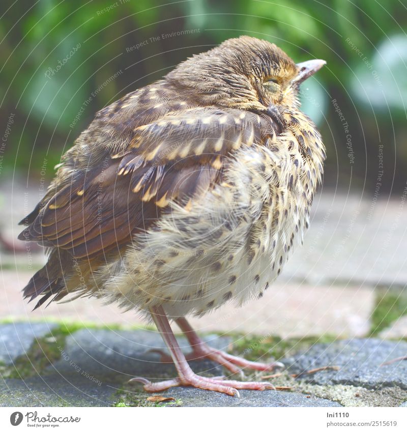 Thrush Chick Nature Animal Garden Wild animal Bird Blackbird 1 Sleep Wait Small Brown Yellow Gray Pink White Doze Feed Young bird Feather Songbirds Round