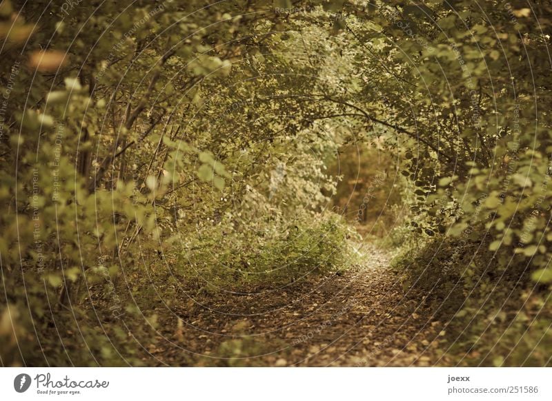 Market and River Nature Autumn Foliage plant Forest Yellow Green Romance Calm Idyll Lanes & trails Colour photo Subdued colour Exterior shot Deserted Day