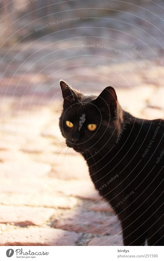 free spirit Pet Cat 1 Animal Glittering Illuminate Looking Esthetic Elegant Free Yellow Black Love of animals Curiosity Interest Friendship Cat eyes black fur