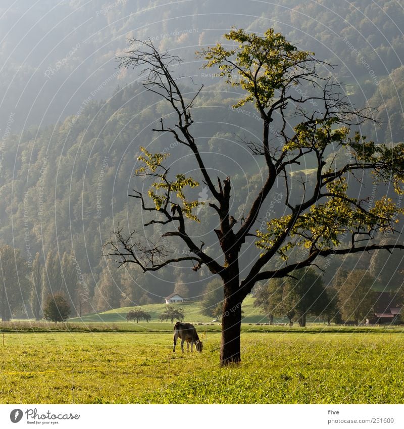 fragile Environment Nature Landscape Autumn Beautiful weather Plant Tree Grass Leaf Meadow Field Hill Cow Old Large Emotions Moody Fragile Branch Colour photo