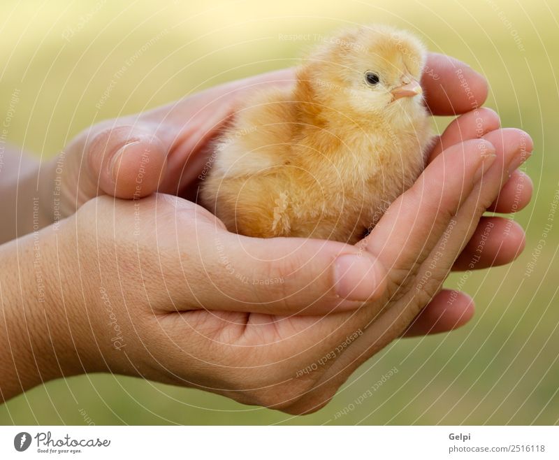 small chicken Life Easter Baby Arm Hand Fingers Animal Pet Bird Small New Cute Wild Soft Yellow young Chicken egg poultry holiday Farm palm Domestic Born spring