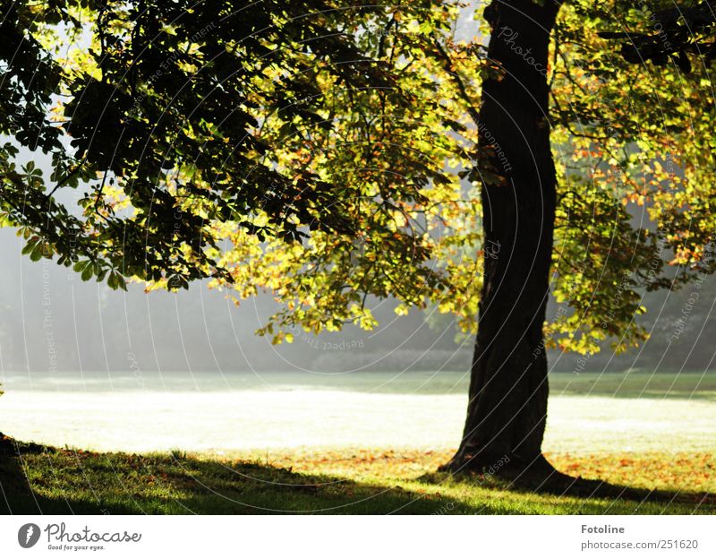 palace park Environment Nature Landscape Plant Autumn Beautiful weather Fog Tree Grass Garden Park Meadow Bright Natural Chestnut tree Colour photo