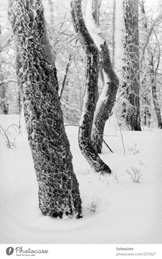 ice age Nature Landscape Winter Climate Weather Ice Frost Snow Tree Forest Cold Frozen Tree trunk Ice age Hoar frost Change in the weather Branchage Deep snow