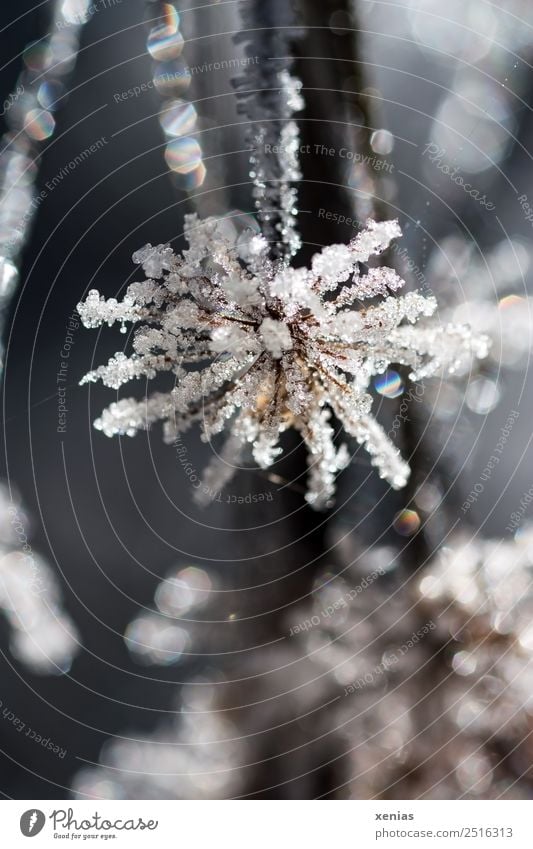 Macro shot: Ice flower in muted colours against the light flowers Winter Frost Plant Freeze chill Brown White Frozen Subdued colour Exterior shot Close-up