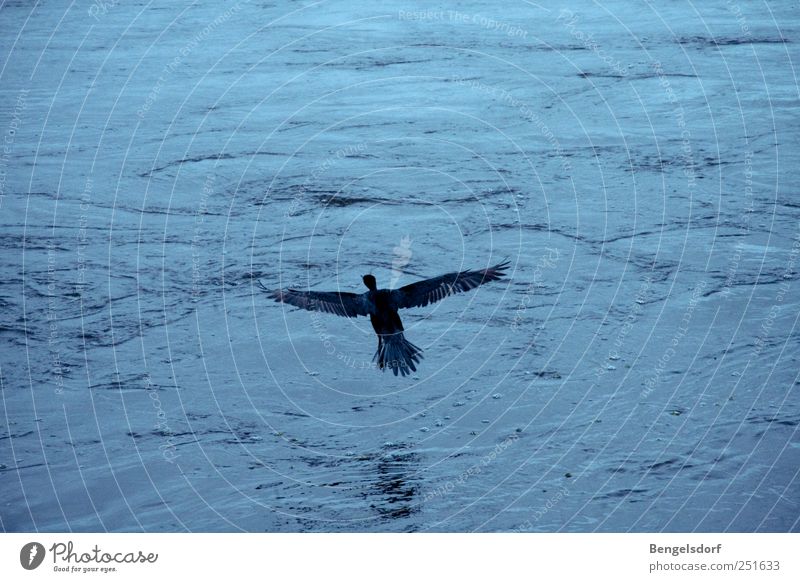 When I see a little bird wär´... Water Waves Animal Bird Wing 1 Calm Freedom Far-off places Flying Hover Feather Blue Duck Subdued colour Contrast